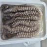 Specialized Indonesia Octopus Processor